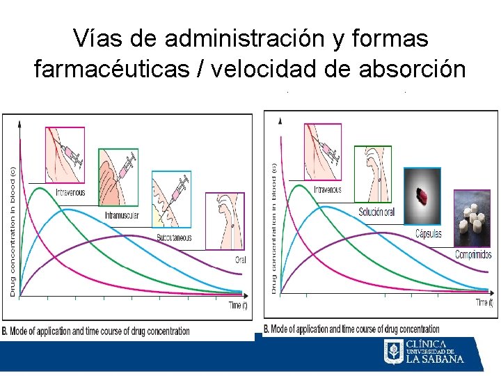 Vías de administración y formas farmacéuticas / velocidad de absorción 