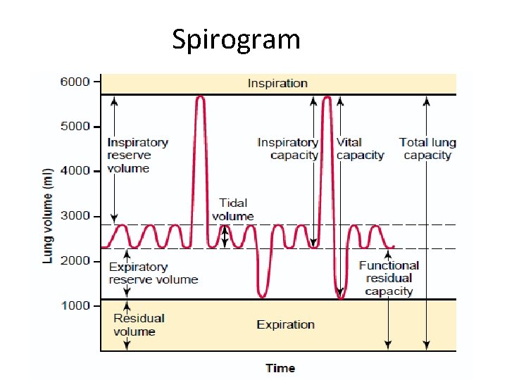 Spirogram 