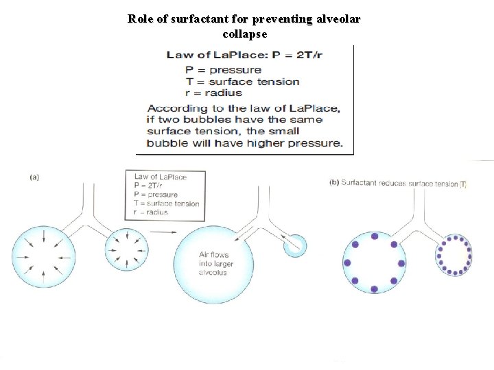 Role of surfactant for preventing alveolar collapse 