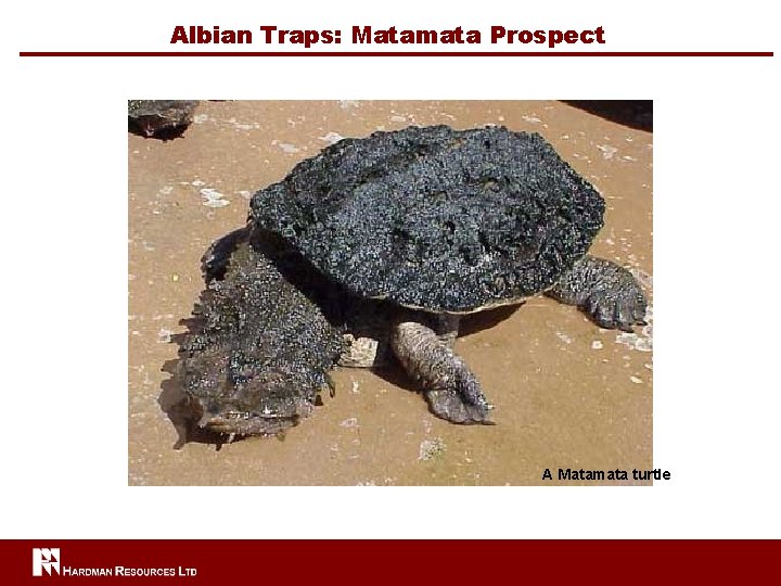 Albian Traps: Matamata Prospect A Matamata turtle 