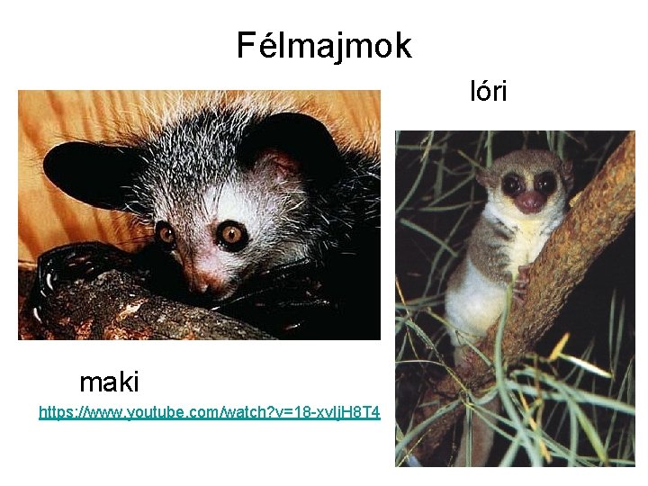 Félmajmok lóri maki https: //www. youtube. com/watch? v=18 -xv. Ij. H 8 T 4