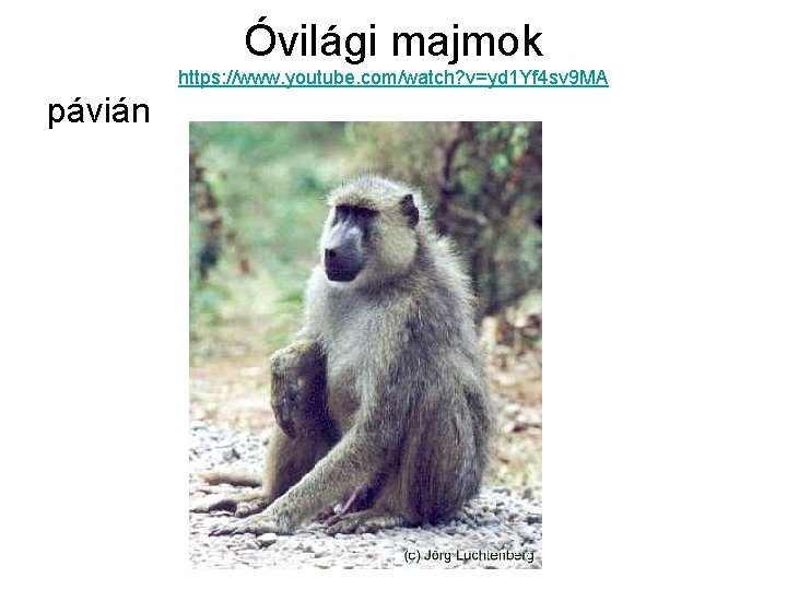 Óvilági majmok https: //www. youtube. com/watch? v=yd 1 Yf 4 sv 9 MA pávián