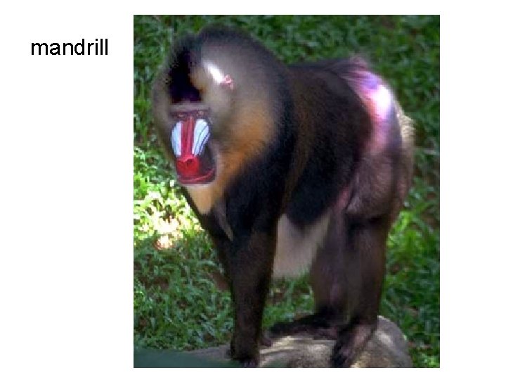 mandrill 