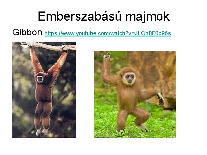 Emberszabású majmok Gibbon https: //www. youtube. com/watch? v=JLOn 8 F 0 p 96 s