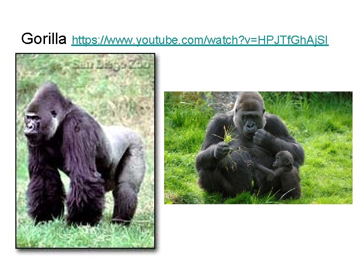 Gorilla https: //www. youtube. com/watch? v=HPJTf. Gh. Aj. SI 