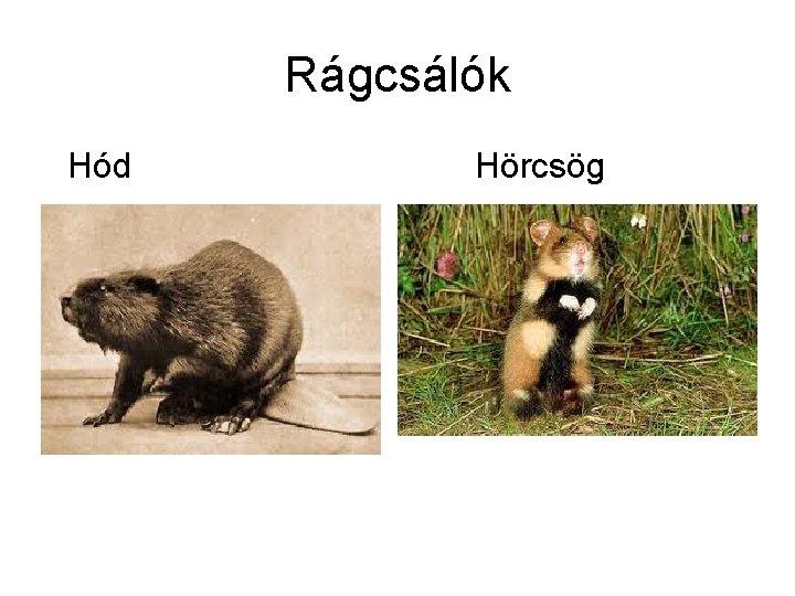 Rágcsálók Hód Hörcsög 