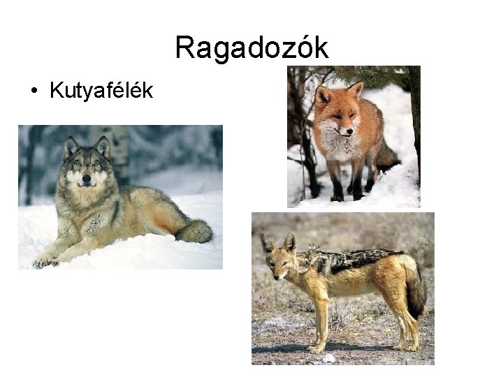 Ragadozók • Kutyafélék 