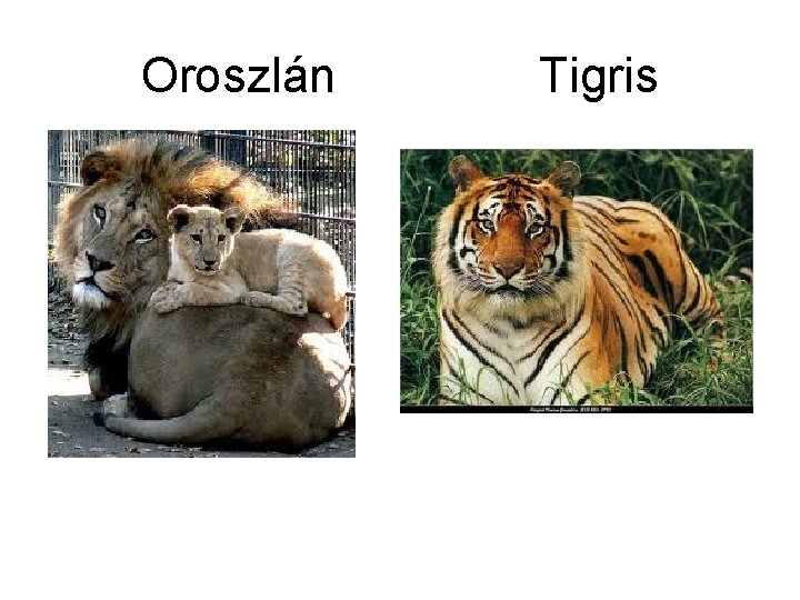 Oroszlán Tigris 