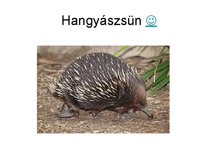 Hangyászsün 