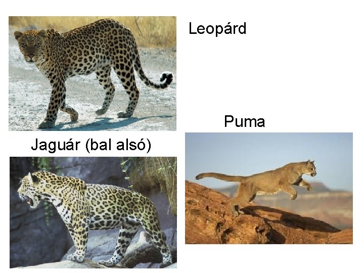 • Leopárd • • Puma Jaguár (bal alsó) 