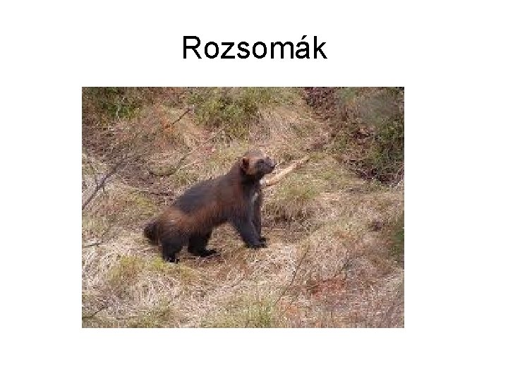 Rozsomák 