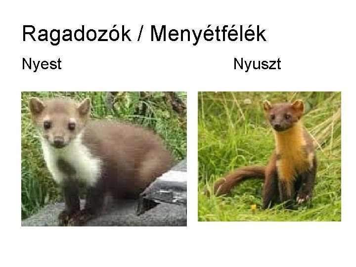 Ragadozók / Menyétfélék Nyest Nyuszt 