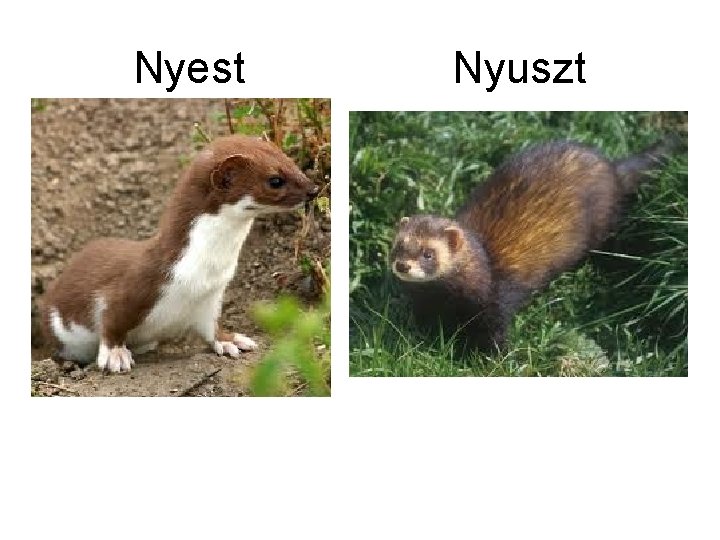 Nyest Nyuszt 