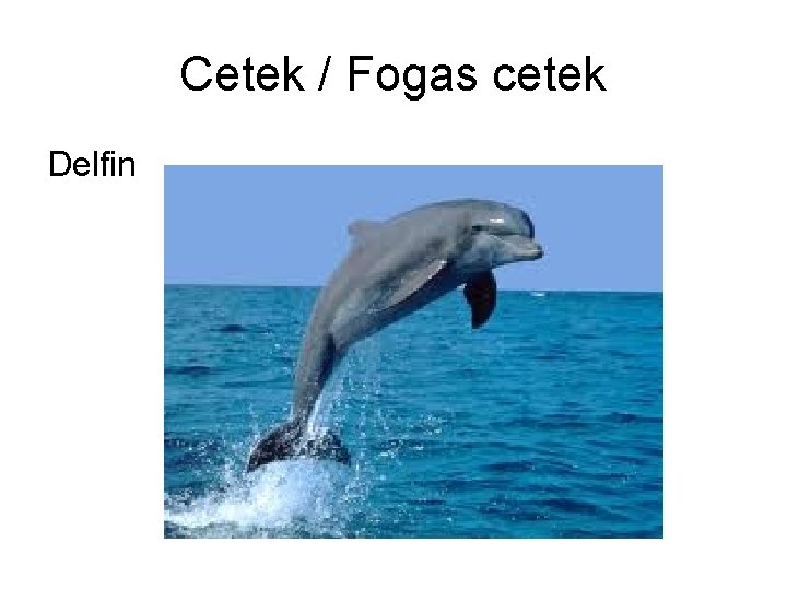 Cetek / Fogas cetek Delfin 