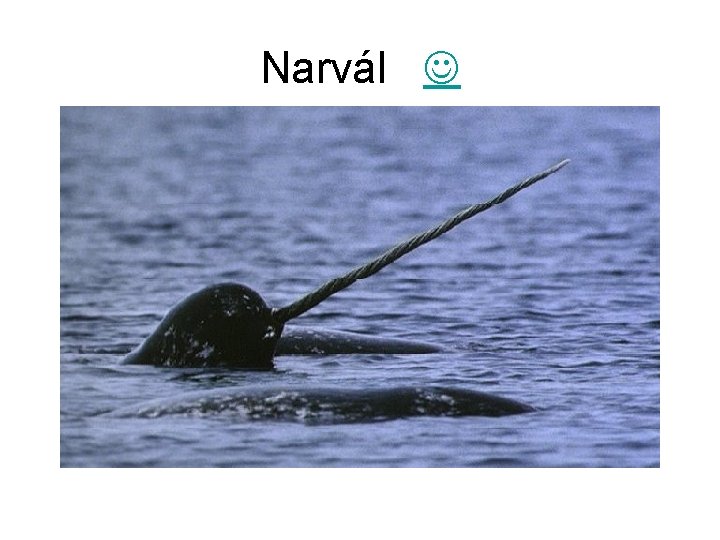 Narvál 