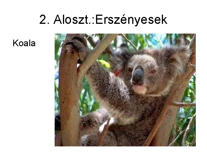 2. Aloszt. : Erszényesek Koala 