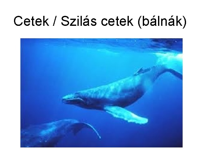 Cetek / Szilás cetek (bálnák) 