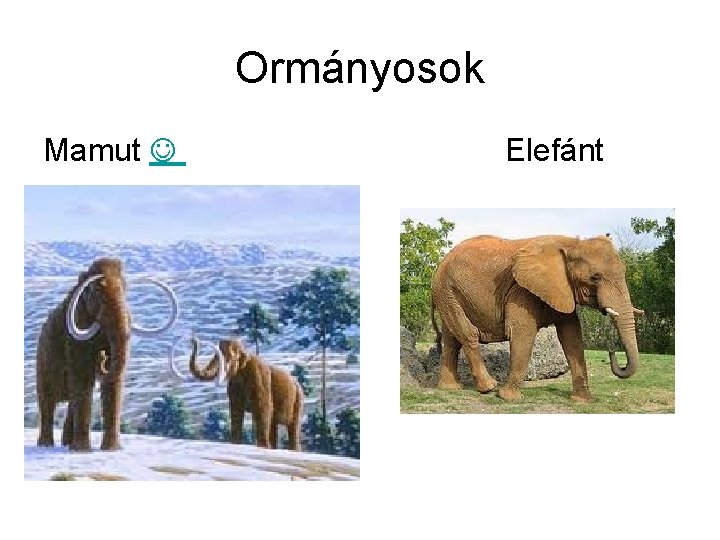 Ormányosok Mamut Elefánt 