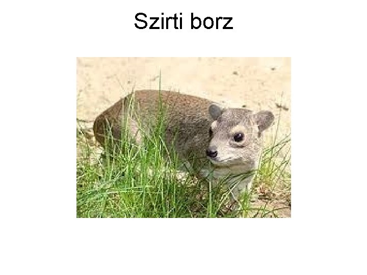 Szirti borz 