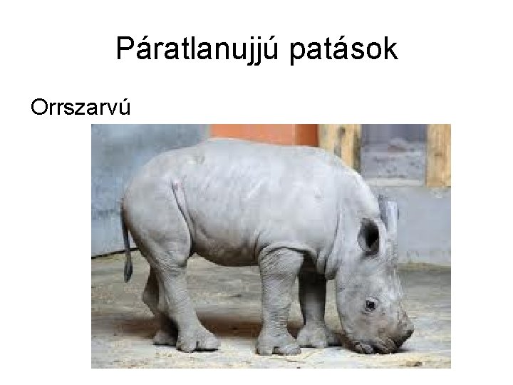 Páratlanujjú patások Orrszarvú 