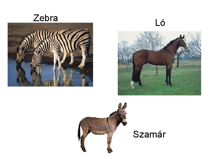 Zebra Ló Szamár 