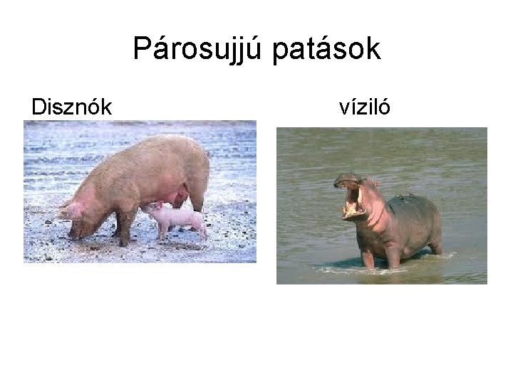 Párosujjú patások Disznók víziló 