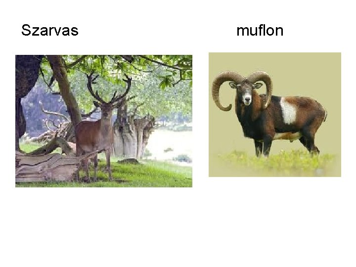 Szarvas muflon 