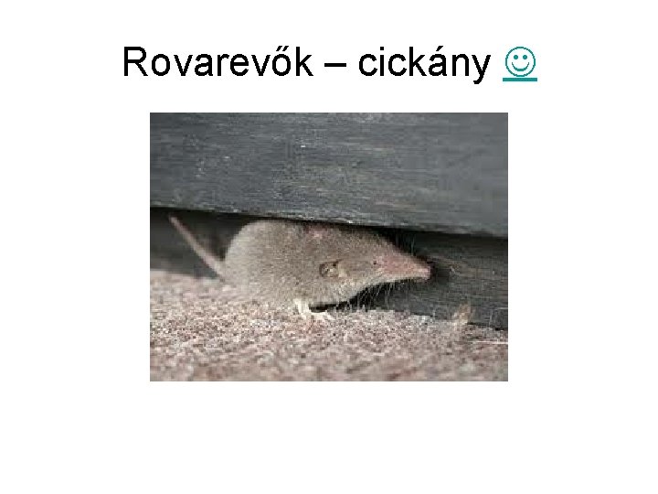 Rovarevők – cickány 