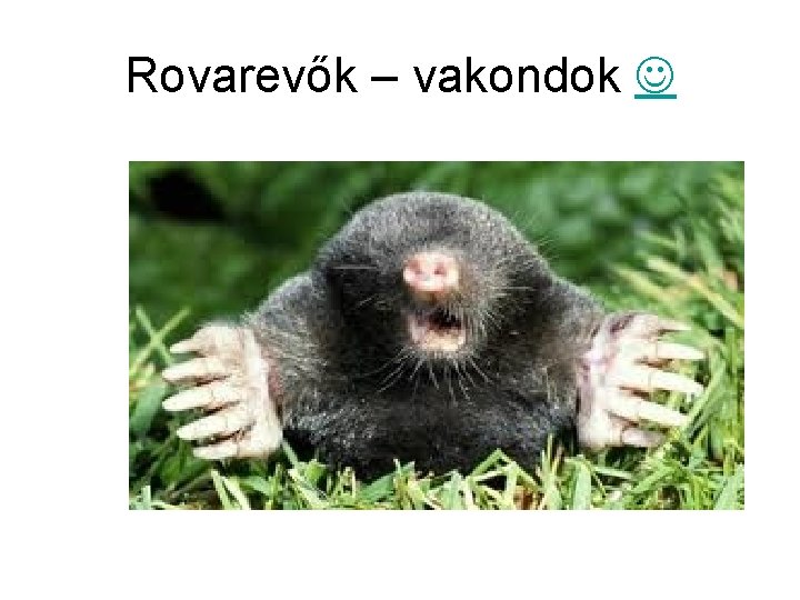 Rovarevők – vakondok 