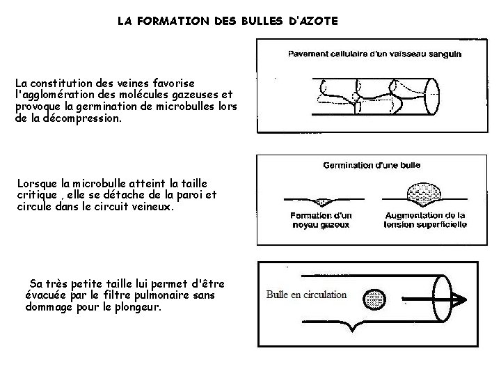 LA FORMATION DES BULLES D’AZOTE La constitution des veines favorise l'agglomération des molécules gazeuses