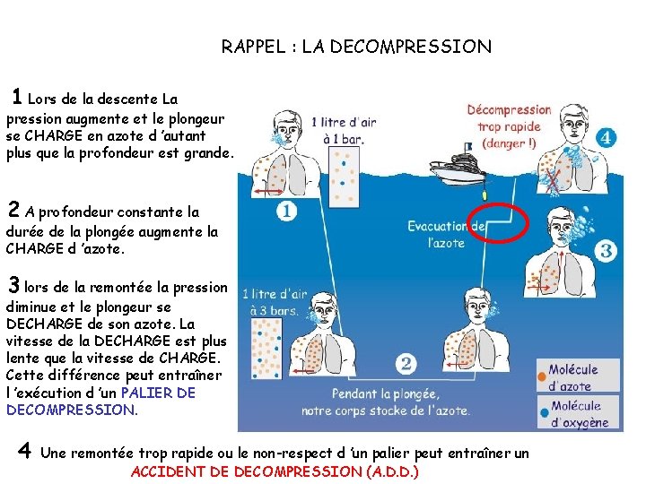 RAPPEL : LA DECOMPRESSION 1 Lors de la descente La pression augmente et le