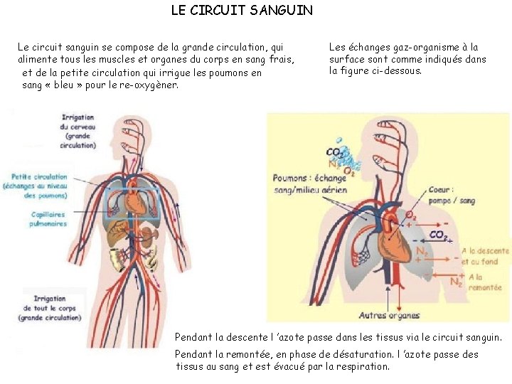 LE CIRCUIT SANGUIN Le circuit sanguin se compose de la grande circulation, qui alimente