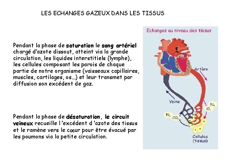 LES ECHANGES GAZEUX DANS LES TISSUS Pendant la phase de saturation le sang artériel