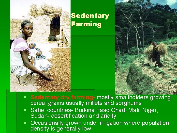 Sedentary Farming § Sedentary dry farming- mostly smallholders growing cereal grains usually millets and