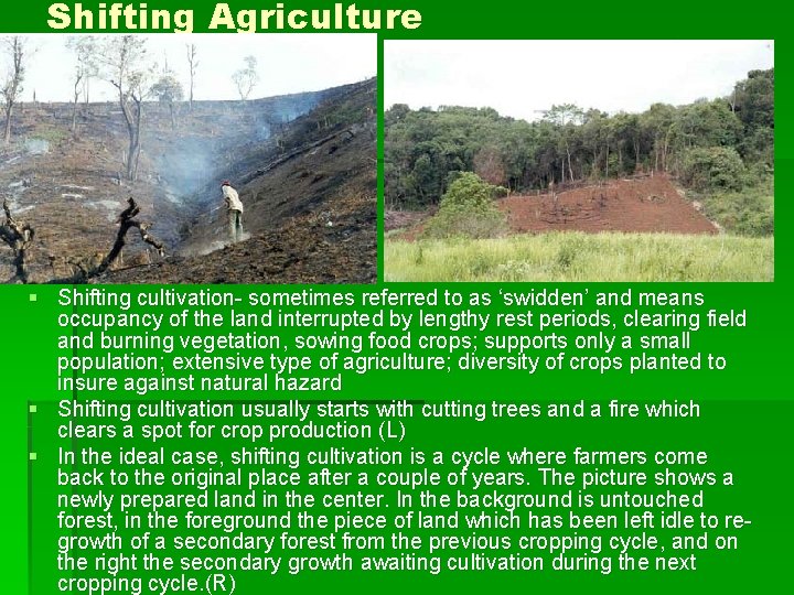 Shifting Agriculture § Shifting cultivation- sometimes referred to as ‘swidden’ and means occupancy of