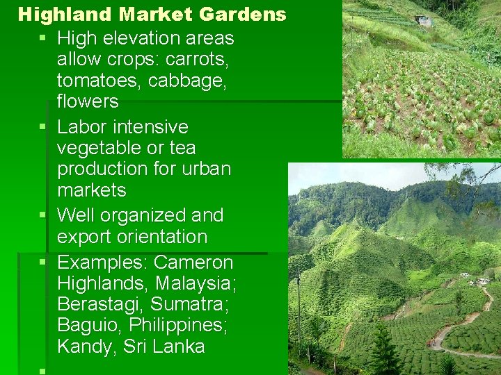 Highland Market Gardens § High elevation areas allow crops: carrots, tomatoes, cabbage, flowers §