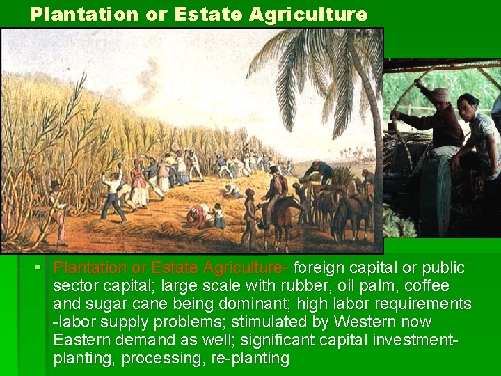 Plantation or Estate Agriculture § Plantation or Estate Agriculture- foreign capital or public sector