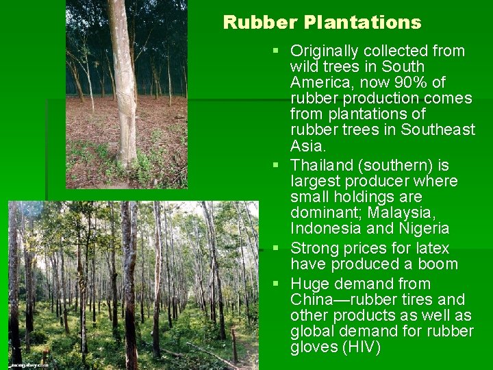 Rubber Plantations § Originally collected from wild trees in South America, now 90% of