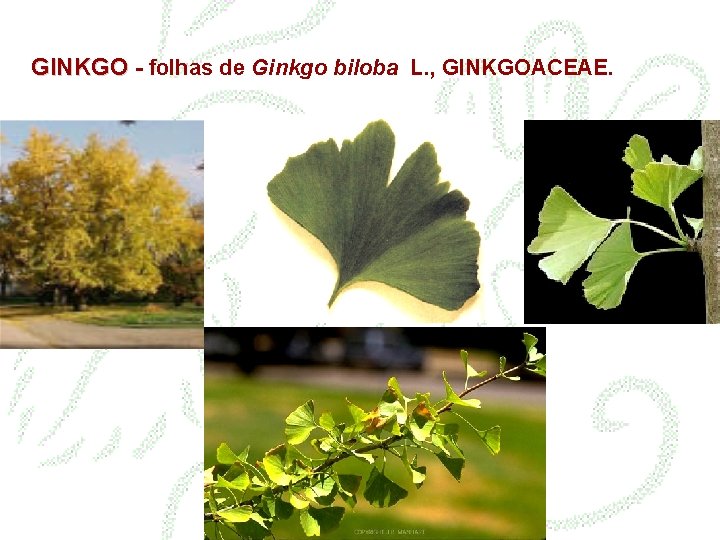 GINKGO - folhas de Ginkgo biloba L. , GINKGOACEAE. 