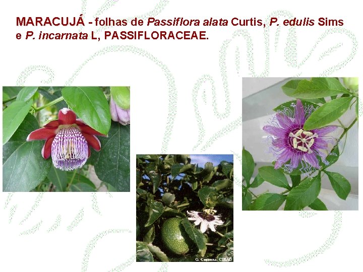 MARACUJÁ - folhas de Passiflora alata Curtis, P. edulis Sims e P. incarnata L,