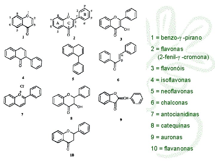 1 = benzo-g -pirano 2 = flavonas (2 -fenil-g -cromona) 3 = flavonóis 4