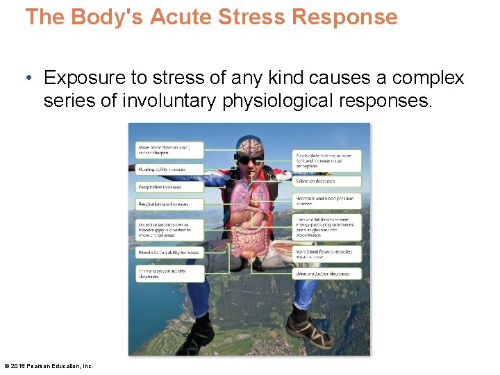 The Body's Acute Stress Response • Exposure to stress of any kind causes a