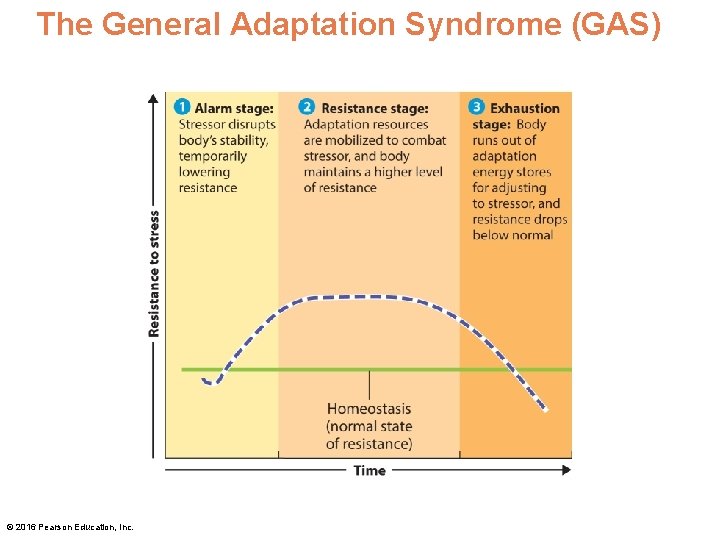 The General Adaptation Syndrome (GAS) © 2016 Pearson Education, Inc. 