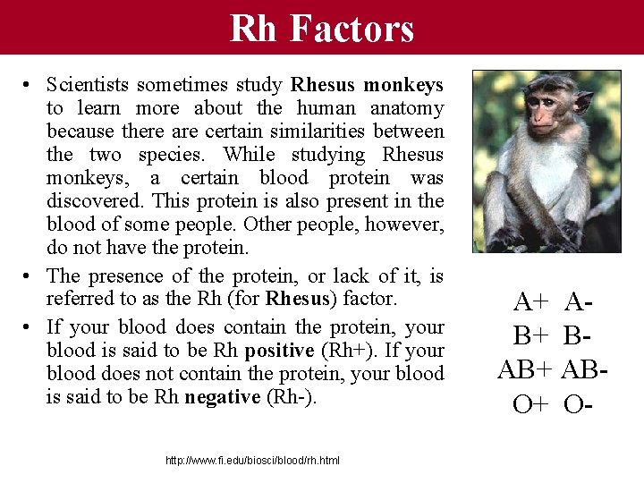 Rh Factors • Scientists sometimes study Rhesus monkeys to learn more about the human