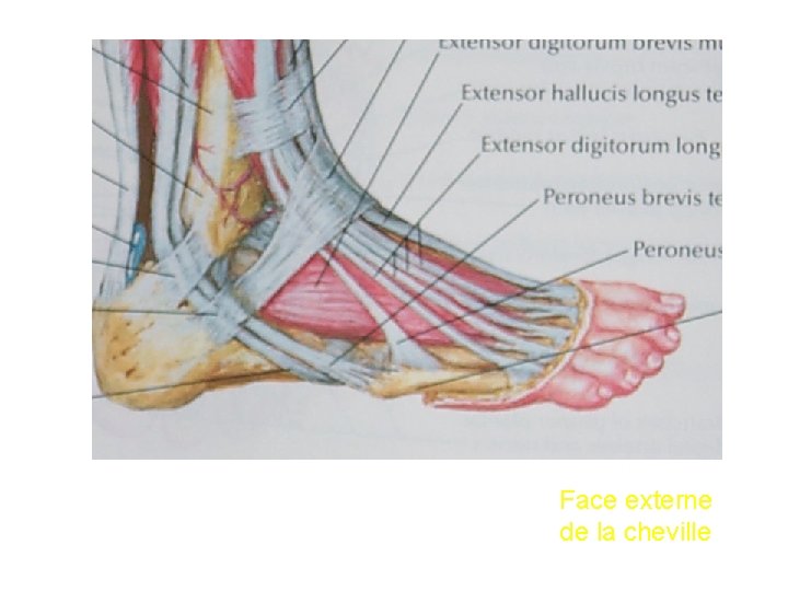 Face externe de la cheville 