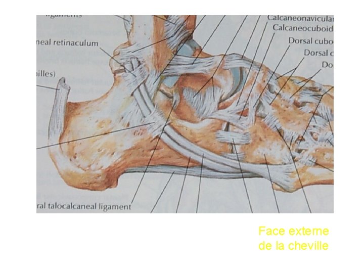 Face externe de la cheville 