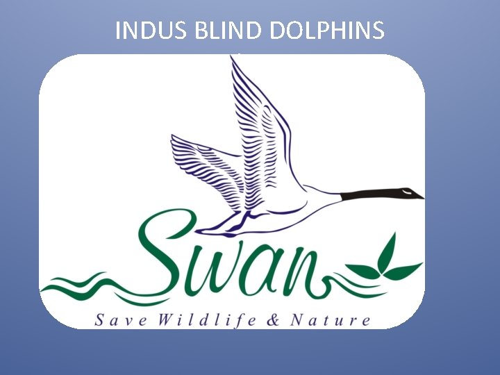 INDUS BLIND DOLPHINS by 