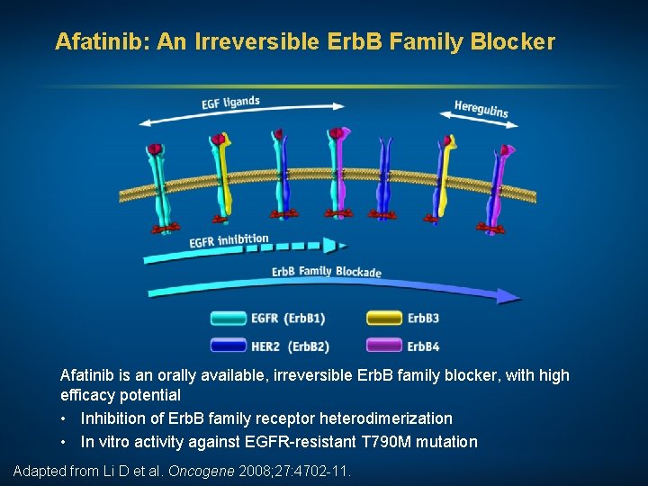 Afatinib: An Irreversible Erb. B Family Blocker Afatinib is an orally available, irreversible Erb.
