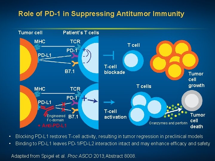 Role of PD-1 in Suppressing Antitumor Immunity Tumor cell Patient’s T cells MHC TCR