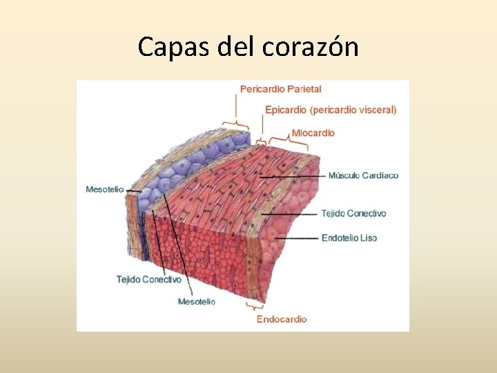 Capas del corazón 